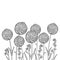 Vector bouquet with outline ball of craspedia or billy buttons or woollyheads dried flower in black isolated on white background.