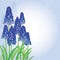 Vector bouquet with outline blue muscari or grape hyacinth flowers and green leaves on the pastel back. Spring floral elements.