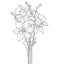 Vector bouquet with outline narcissus or daffodil flower and willow branch in black isolated on white background.