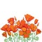 Vector bouquet of outline orange California poppy flower or California sunlight or Eschscholzia, green leaf and bud isolated.