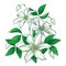 Vector bouquet with outline pastel white Clematis or Traveller`s joy ornate flower bunch, bud and green leaves isolated on white.