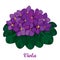 Vector bouquet with outline Saintpaulia or African violet flower in purple and green foliage isolated on white background.