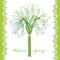 Vector bouquet with outline Snowdrop flowers or Galanthus and lace in pastel colors on white. Greeting card with flowers.