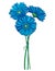 Vector bouquet of outline three Gerbera or Gerber flower in blue isolated on white background. Bunch of contour Gerbera flower.