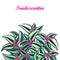 Vector bouquet with outline Tradescantia or Inch plant or Wandering flower. Pink flower and striped green leaf isolated.