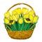 Vector bouquet with outline yellow tulip flowers, bud and ornate green leaves in the wicker basket isolated on white background.