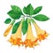 Vector branch with Brugmansia or Angels Trumpets. Outline orange flower, bud and green leaves isolated on white background.