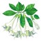 Vector branch with Brugmansia arborea or Angels Trumpets flowers. Outline flower, bud and green leaves isolated on white.