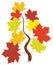 vector branch with fall maple leaves