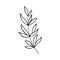 vector branch with leaves black and white. Minimalistic botanical illustration, hand drawing