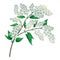 Vector branch with outline blossom Prunus padus or Bird cherry pastel white flower bunch with bud and green leaf isolated.