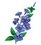Vector branch with outline blue Periwinkle or Vinca flower bunch and ornate green leaves isolated on white background.