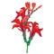 Vector branch with outline Canna lily or Canna, flower bunch and bud in red isolated on white background. Floral elements.
