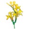Vector branch with outline Canna lily or Canna, flower bunch and bud in yellow isolated on white background.