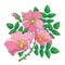 Vector branch with outline Dog rose or Rosa canina, medicinal herb. Pink flower, bud and green leaves isolated on white background