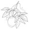 Vector branch with outline Passion fruit or Maracuya fruit and leaf on white background. Perennial tropical plant.