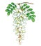 Vector branch of outline pastel white false Acacia or black Locust or Robinia flower, bud and green leaves isolated on white.