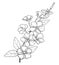 Vector branch with outline Periwinkle or Vinca flower bunch and ornate leaves in black isolated on white background.