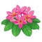 Vector branch of outline pink Plumeria or Frangipani flower bunch, bud and ornate green leaf isolated on white background.