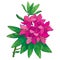 Vector branch with outline pink Rhododendron or Alpine rose flower isolated on white background. Bunch with evergreen alpenrose.