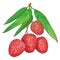 Vector branch with outline red Chinese Lychee or Litchi fruit and green leaf isolated on white. Perennial subtropical tree.