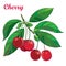 Vector branch with outline ripe red Cherry, bunch, berry and green eaves isolated on white background.