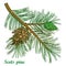 Vector branch of outline Scots pine or Pinus sylvestris tree. Bunch, pine and cones isolated on white background. Coniferous tree