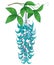 Vector branch of outline Strongylodon flower bunch or turquoise Jade vine with green leaf and bud isolated on white background.