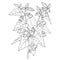 Vector branch of outline toxic Atropa belladonna or deadly nightshade flower bunch, berry and leaf in black isolated on white.