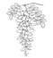 Vector branch of outline white false Acacia or black Locust or Robinia flower, bud and leaves in black isolated on white.