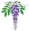 Vector branch of outline Wisteria or Wistaria flower bunch in pastel purple, bud and green leaf isolated on white background.
