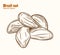 Vector brazil nut illustration