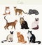 Vector Breed cats in different poses. Cartoon highly detailed pets.