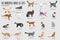 Vector breed cats icons set. Cute animal illustrations pet design . Collection different kitten layout flat cover