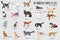 Vector breed cats icons set. Cute animal illustrations pet design . Collection different kitten layout flat cover