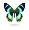 Vector bright Butterfly isolated. EPS 10