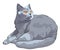 Vector British shorthair blue cat lies and looks