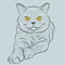Vector British shorthair blue cat lies and looks