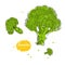 Vector broccoli hand drawn illustration in the style of engraving. Detailed vegetarian food drawing. Farm market product