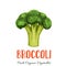 Vector broccoli vegetable