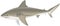 Vector  bull shark Carcharhinus leucas Zambezi shark