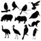 Vector bullfinches, cardinal, hummingbird, hippopotamus, yak, kingfisher, marmot, marab, parrot, stork, kazarian