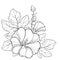 Vector bunch with outline Alcea rosea or Hollyhock flower