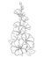 Vector bunch with outline Alcea rosea or Hollyhock flower