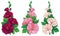 Vector bunch with outline Alcea rosea or Hollyhock flower in pink and white, bud and green leaf on white background.