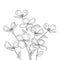 Vector bunch of outline American dogwood or Cornus Florida flowers and leaves in black isolated on white background.