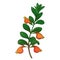 Vector bunch of outline Nematanthus or goldfish plant with orange flower and green leaf isolated on white background.