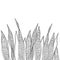 Vector bunch of outline Sansevieria trifasciata or snake plant or mother-in-law`s tongue leaves in black isolated on white.