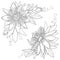 Vector bunch with outline tropical Passiflora or Passion flower. Exotic ornate flowers, bud and leaf in black isolated on white.