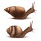 Vector Burgundy, Roman snails. French cuisine delicatessen